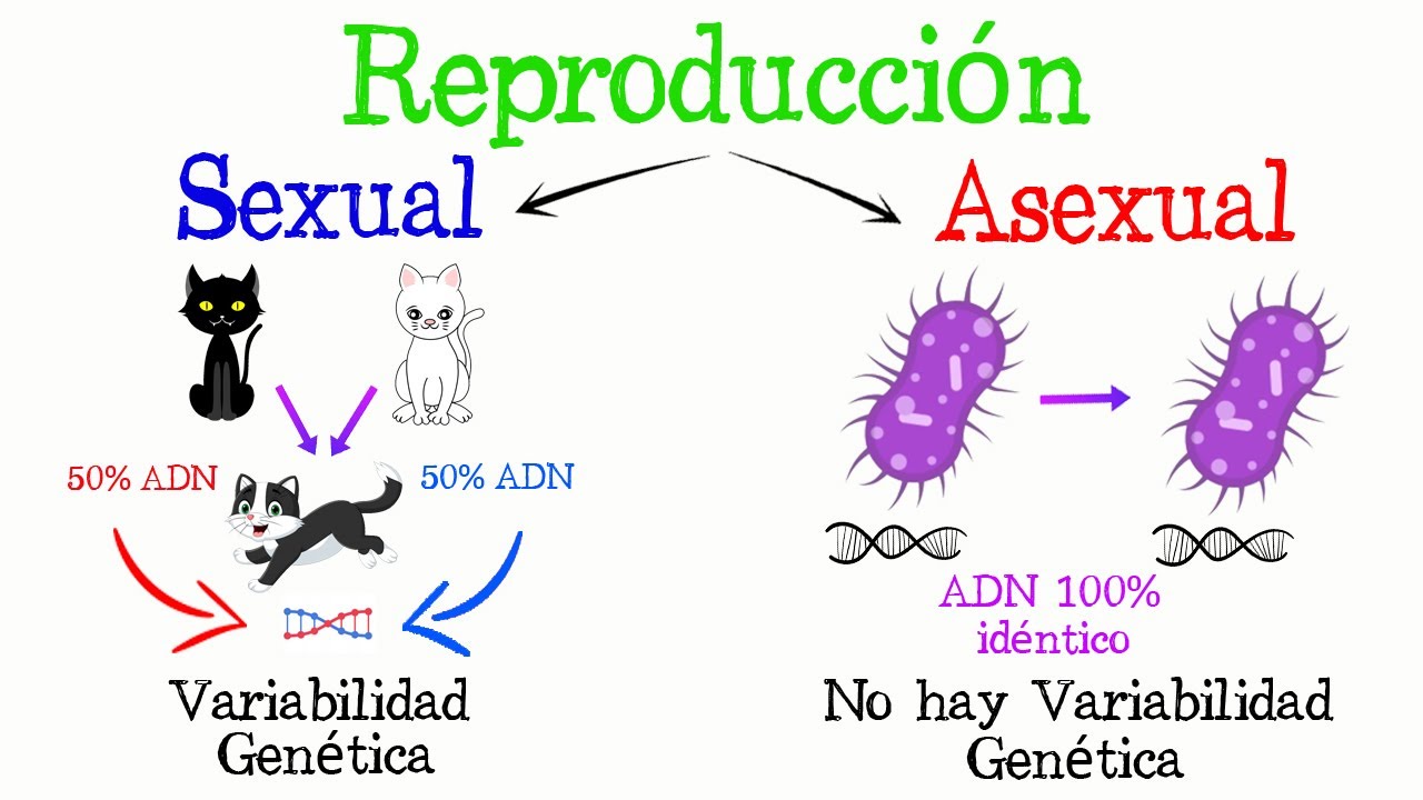 Reproducción de animales: asexual y sexualmente