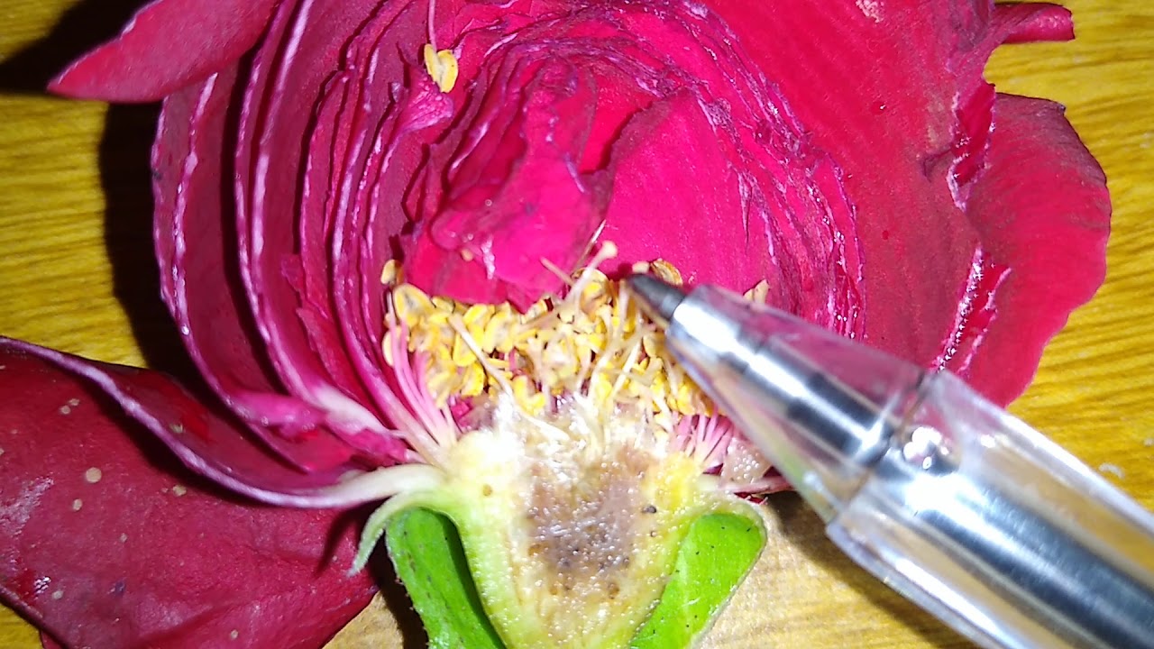 ¿Qué es una flor hermafrodita?
