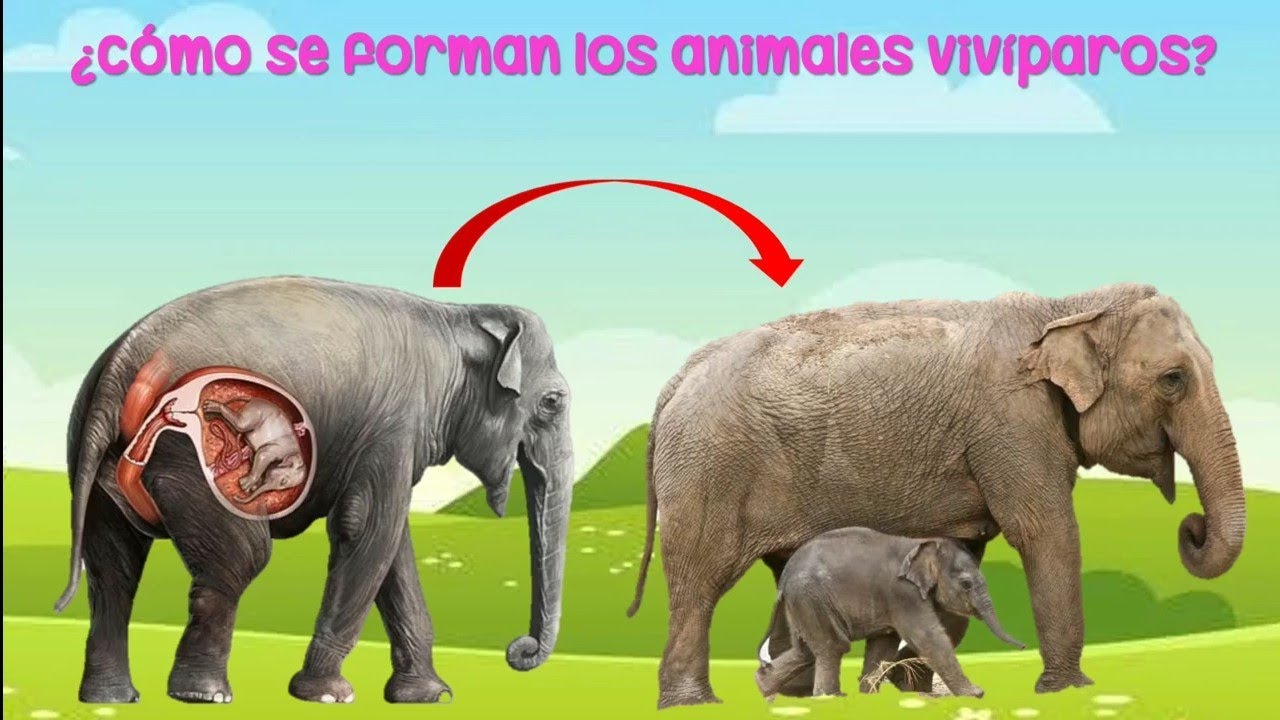 Como Nacen Los Animales Para Niños De Preescolar