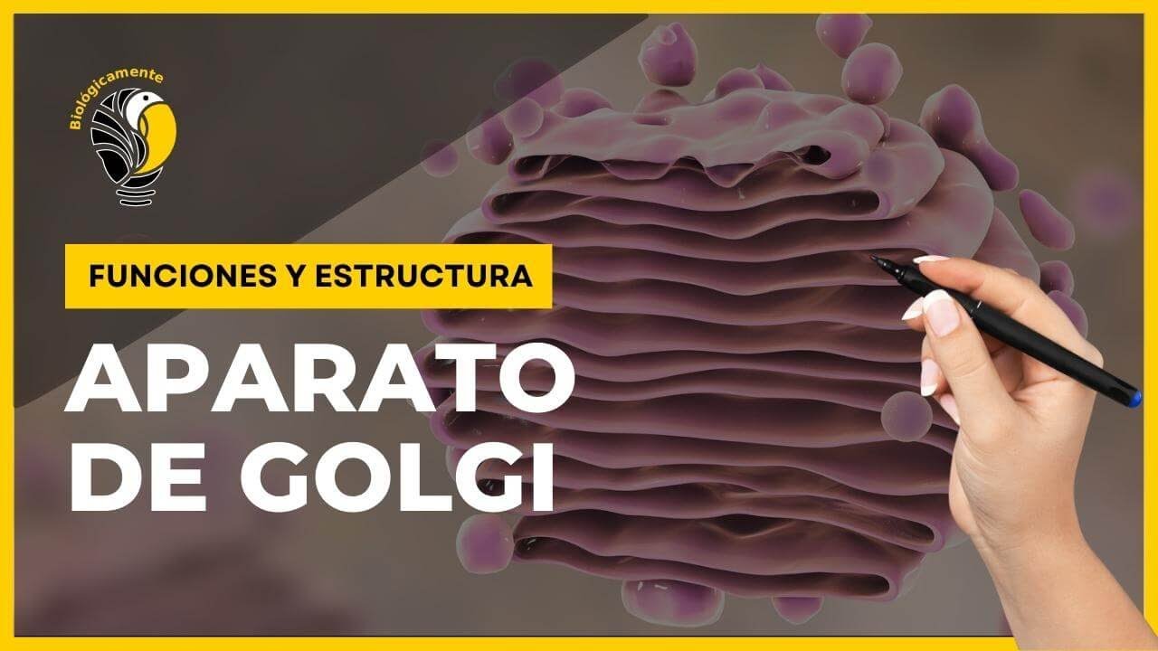 Funciones y características del aparato de Golgi