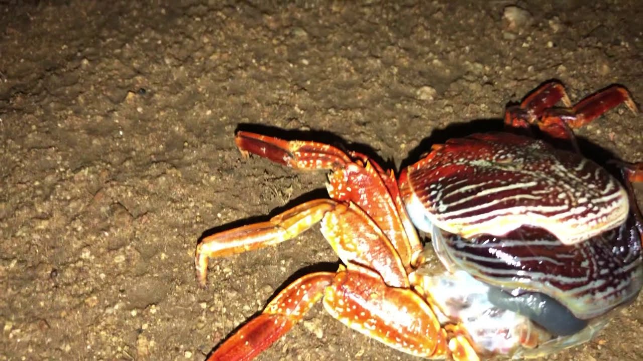 La muda de piel en los cangrejos