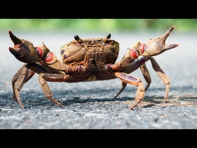 Los cangrejos: ¿respiran fuera del agua?