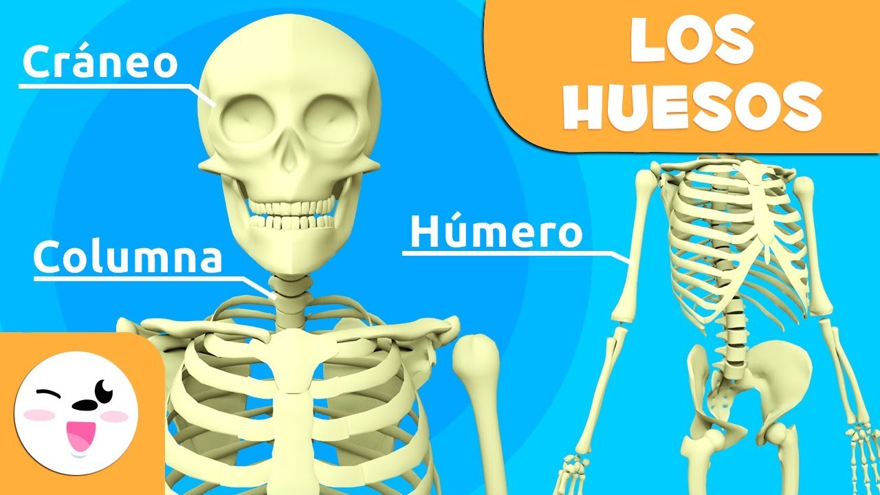 Conoce los nombres de los huesos del esqueleto