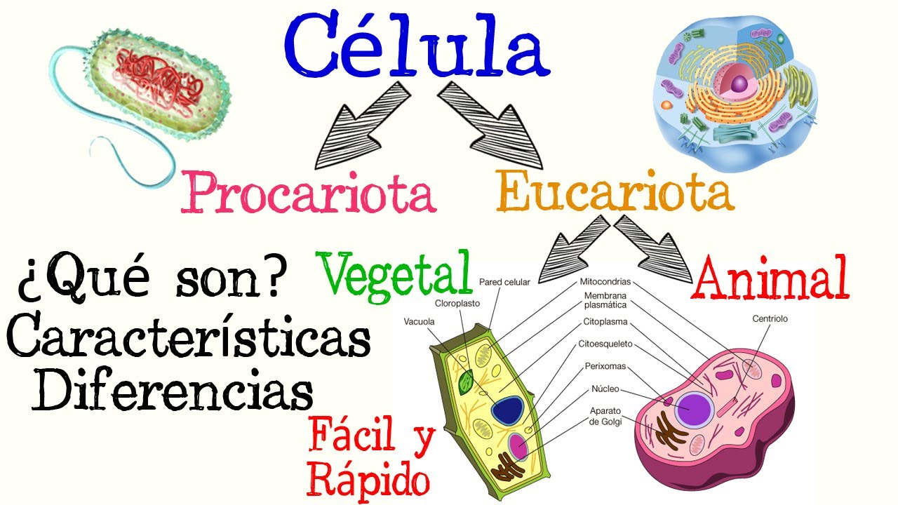 Diferencias fundamentales entre procariotas y eucariotas