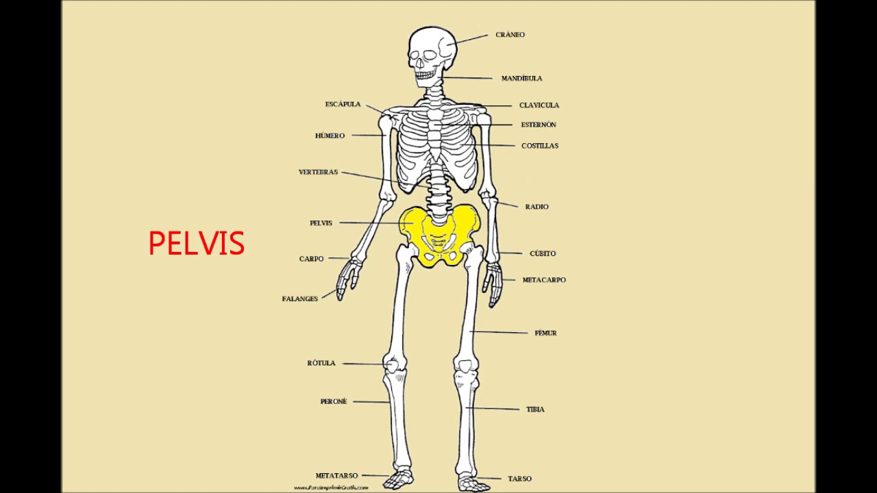 El esqueleto humano completo con nombres: una guía detallada