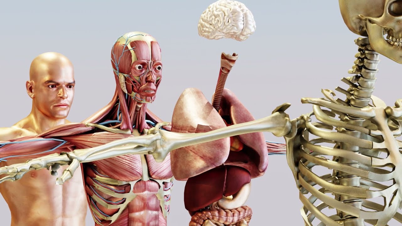 La cantidad de músculos y huesos en el cuerpo humano