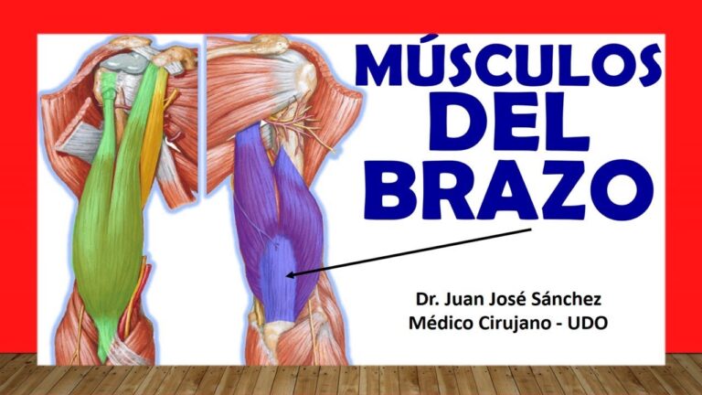 Las diferentes partes del músculo del brazo – Educación y Publicaciones ...