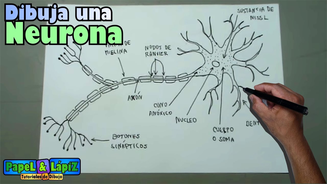 Cómo dibujar una neurona y sus partes