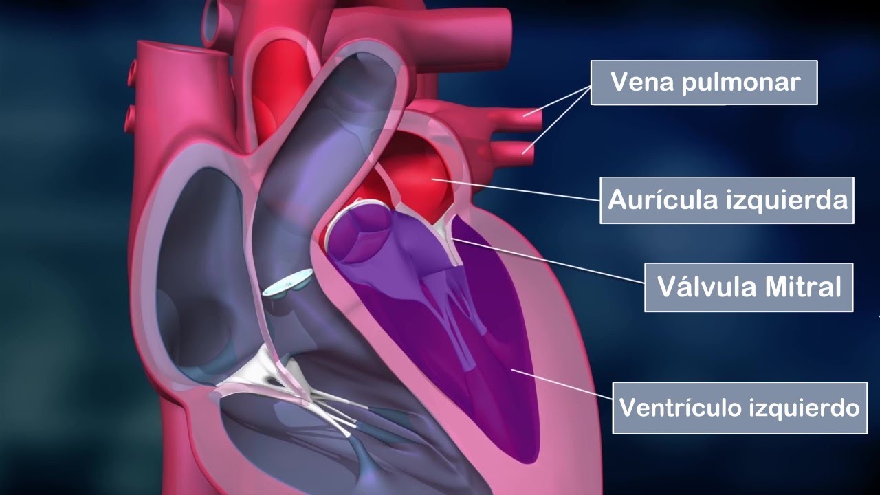 El corazón y sus partes: anatomía y funciones